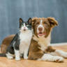 Howell Avenue Pet Hospital