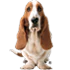 Hush Puppies