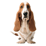 Hush Puppies