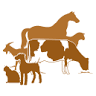 Ormstown Veterinary Hospital