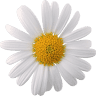 Il Primo Fiore / Scuola Parentale & Spazio Giochi Bimbi