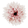 Imagine Flowers