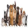 Immunovet Nederland