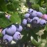 Indian Orchards Farm