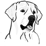 INNAFFAIRE'S GOLDEN RETRIEVE