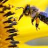 Jacksonville Organic Business Directory