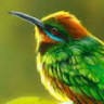 James Hough Wildlife Artist