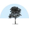 Jatobá Orgânicos