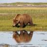 J Bear Tours