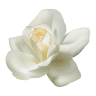 JD Bloemen