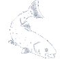 Eucumbene & Jindabyne Fishing Charters