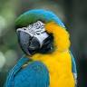 Joan's North Wales Parrot Rescue shop
