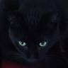 Katzenpension Cottbus Cats by Co