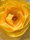 Psychotherapy & Expressive Arts