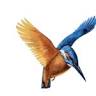 Kingfisher Eclipse