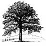 Knock On Wood LLC