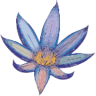 Know Body Botanicals & Apothecary