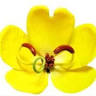 Koon Thai Massage Glebe Point Road Glebe-Remedial & Best Thai Massage
