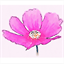 Kumamoto Cosmos-en