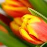 Flower For Twins