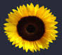 Kwiaciarnia Sunflowers Zamość