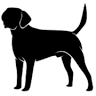 Terra Happy (Labrador Retriever Kennel)