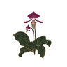 Lady Slipper