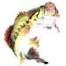 Lake Fork Guide Service