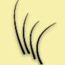 Lash Bella Closter
