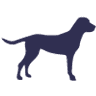 Laurel House Dog Walking Field