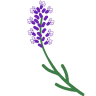 Lavendel Waschen - Sonett Händler
