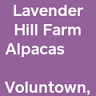 Lavender Hill Farm Alpacas
