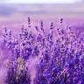 Lavender Crossings Day Spa