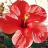 Le Mas des Hibiscus
