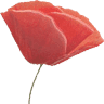 Le Repos Coquelicot