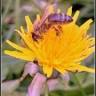 les délices d'Is-abeille