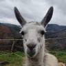 Les lamas de là-bas
