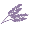 Lavender Ice Cream