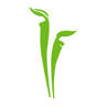 Lilium Floral Designs LLC