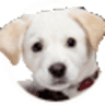 Little White Dog Pottery
