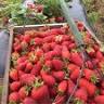 Lomas Orchards