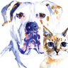 Low Cost Spay Neuter Clinic