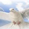 Living Word Church Ministries