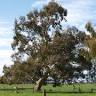 Macalister Demonstration Farm