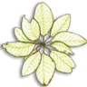 Madrone Trail Public Charter