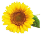 Agriturismo il Girasole - Agriturismo in Maremma Toscana a Grosseto