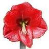 Marrewijk Amaryllis
