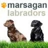 Marsagan Labradors