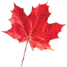 Marysville Accommodation Bookings