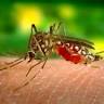 Mass Mosquito Control LLC